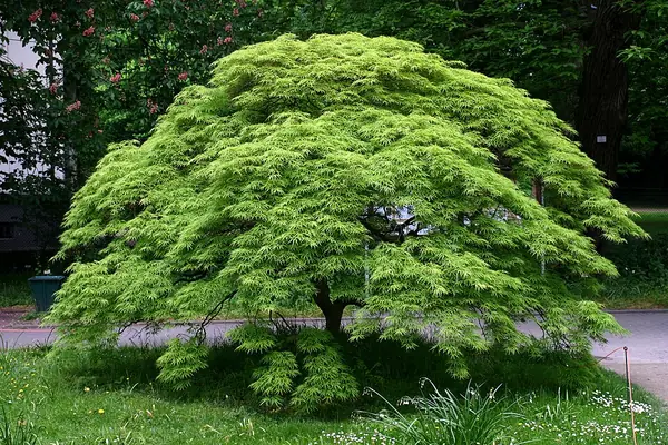 Japanese maple (Acer palmatum), photo 2 of 3