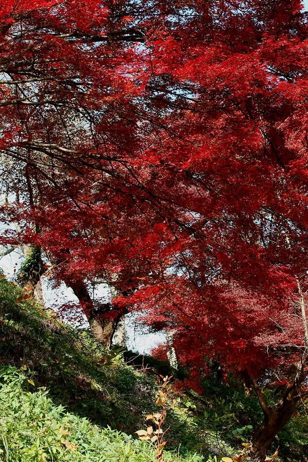 Japanese maple (Acer palmatum), photo 3 of 3
