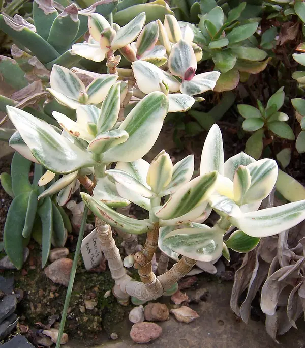 Jade plant (Crassula ovata), photo 2 of 3