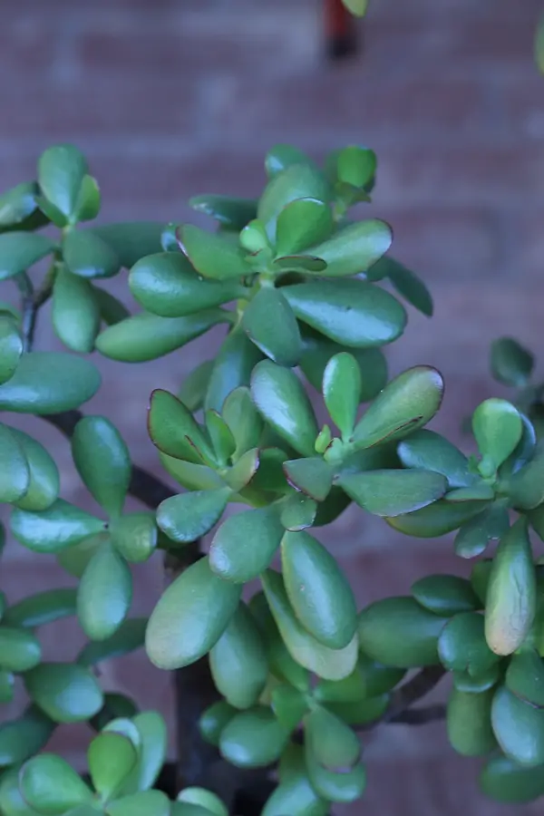 Jade plant (Crassula ovata), photo 3 of 3