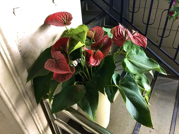 Anthurium (Anthurium andraeanum), photo 2 of 3