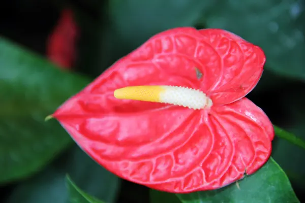 Anthurium (Anthurium andraeanum), photo 3 of 3