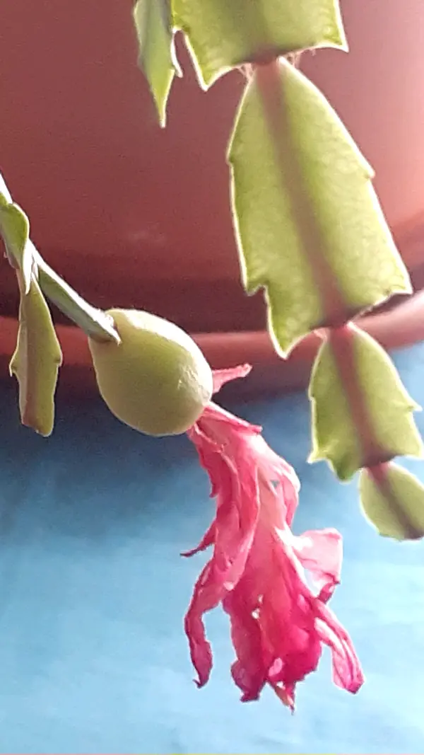 Christmas cactus (Schlumbergera truncata), photo 2 of 2