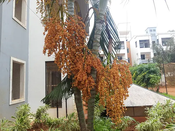 Areca palm (Dypsis lutescens), photo 2 of 3