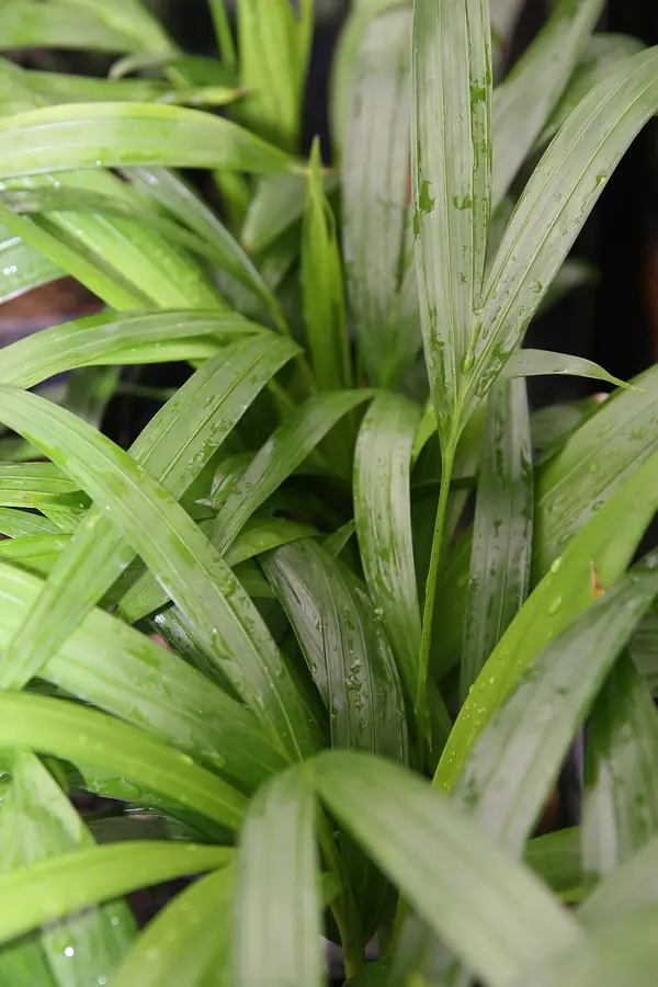 Areca palm (Dypsis lutescens), photo 3 of 3