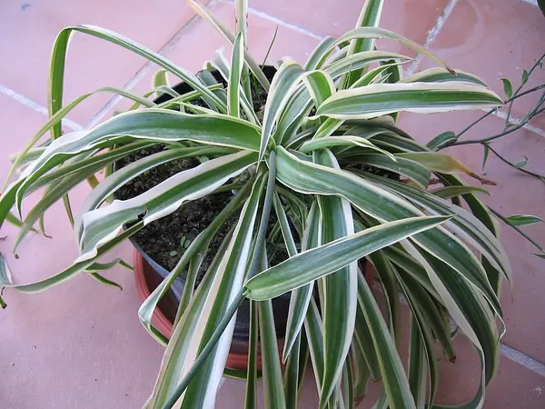 Spider plant (Chlorophytum comosum), photo 2 of 2