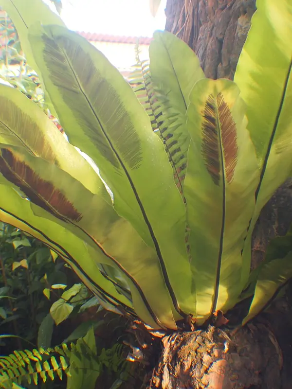 Bird’s nest fern (Asplenium nidus), photo 2 of 3