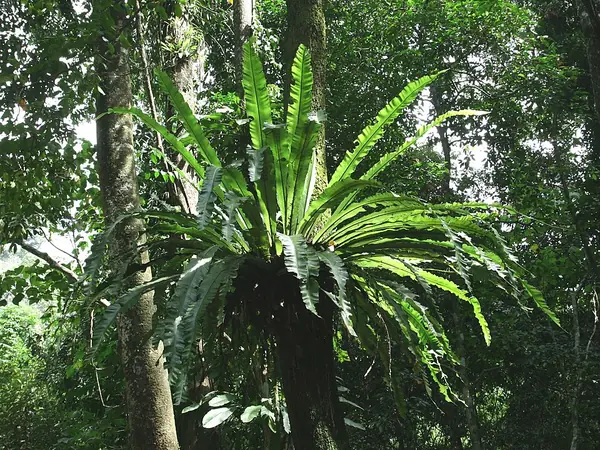 Bird’s nest fern (Asplenium nidus), photo 3 of 3