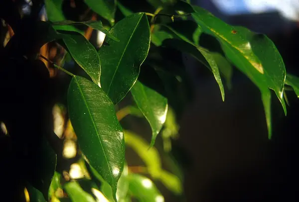 Weeping fig (Ficus benjamina), photo 2 of 3