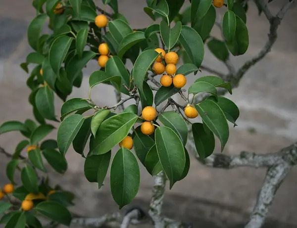 Weeping fig (Ficus benjamina), photo 3 of 3