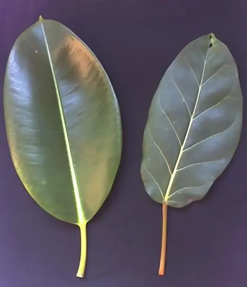 Rubber plant (Ficus elastica), photo 2 of 3