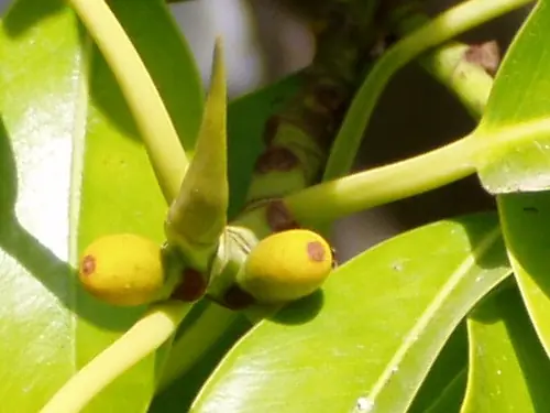 Rubber plant (Ficus elastica), photo 3 of 3