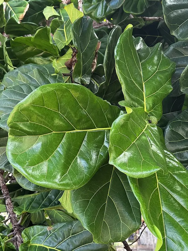 Fiddle-leaf fig (Ficus lyrata), photo 2 of 3