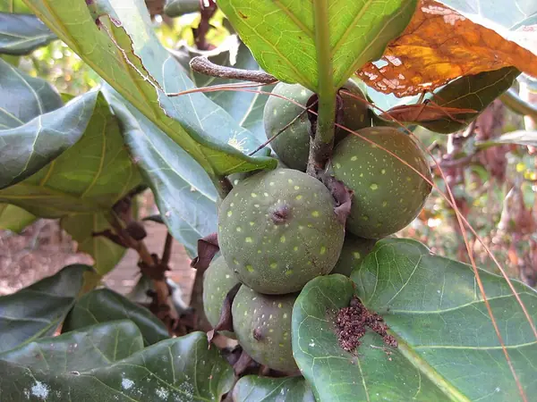 Fiddle-leaf fig (Ficus lyrata), photo 3 of 3
