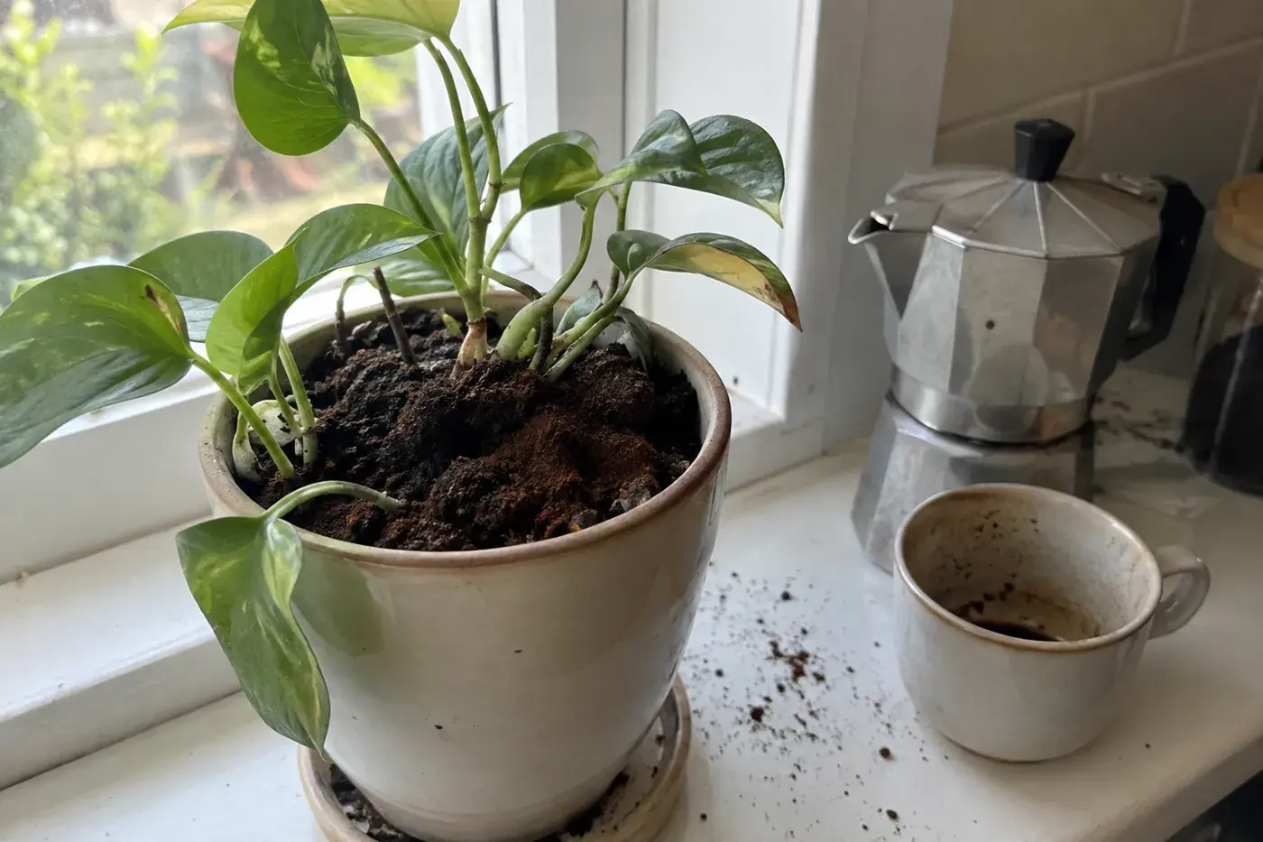 Coffee grounds sprinkled on the soil of a pothos on a kitchen windowsill