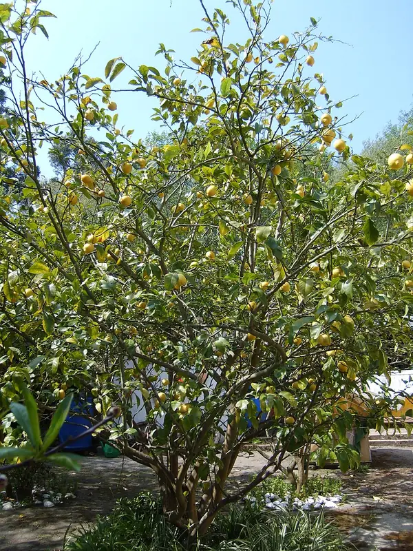 Lemon tree in a pot (Citrus limon), photo 2 of 3