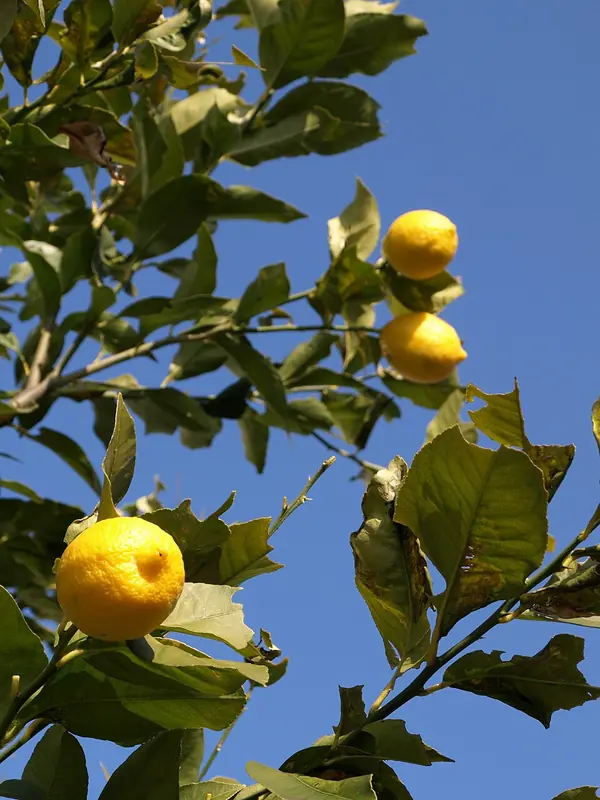 Lemon tree in a pot (Citrus limon), photo 3 of 3