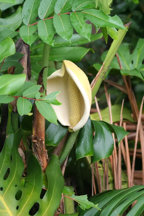 Monstera (Monstera deliciosa), photo 2 of 3