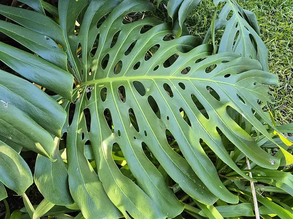Monstera (Monstera deliciosa), photo 3 of 3