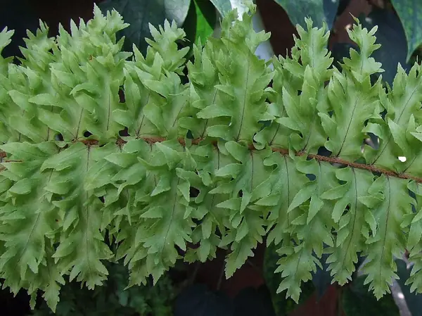 Boston fern (Nephrolepis exaltata), photo 2 of 3