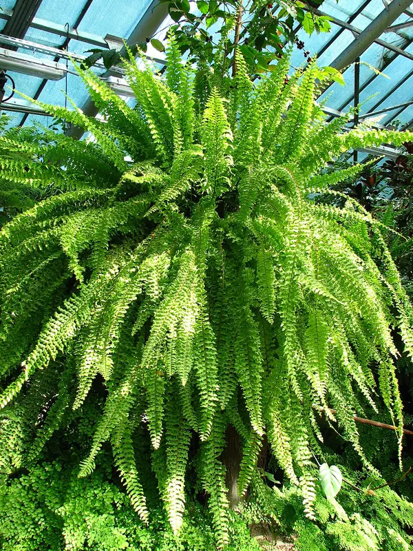 Boston fern (Nephrolepis exaltata), photo 3 of 3