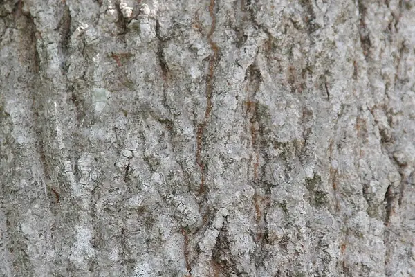 Money tree (Pachira aquatica), photo 2 of 3