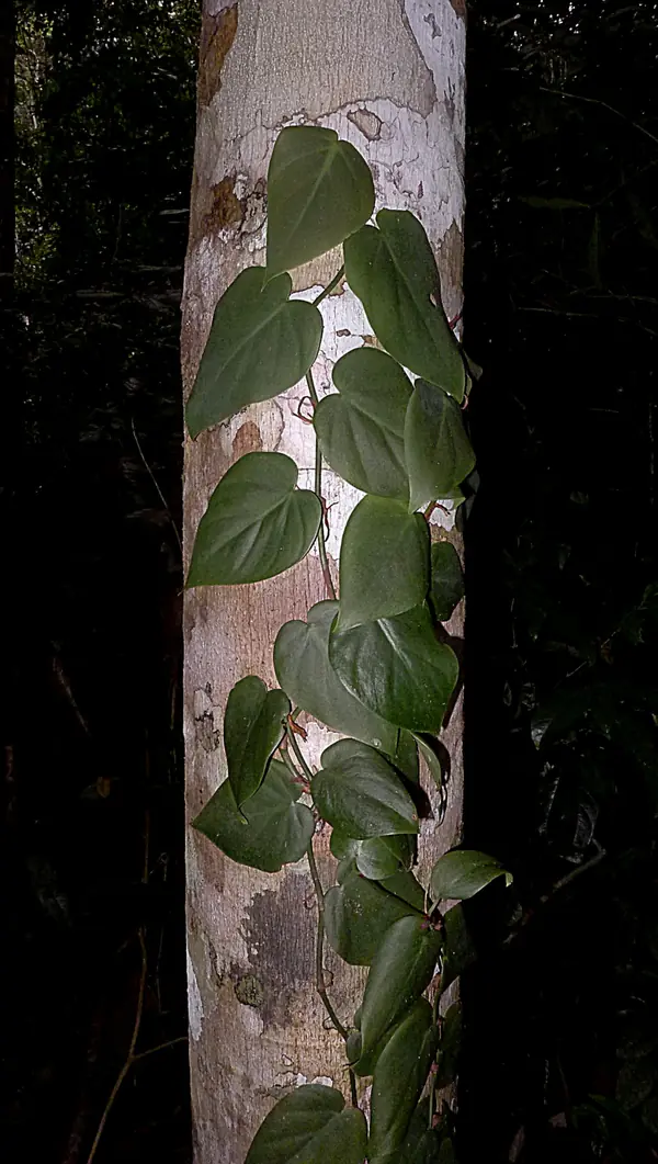 Heartleaf philodendron (Philodendron hederaceum), photo 2 of 3