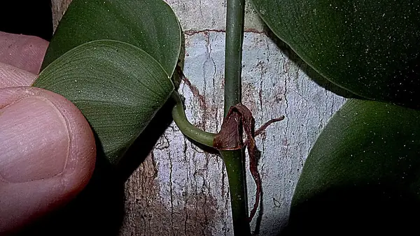Heartleaf philodendron (Philodendron hederaceum), photo 3 of 3