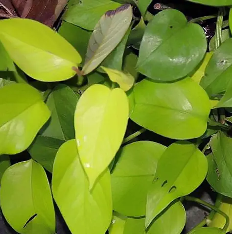 Pothos (Epipremnum aureum), photo 2 of 3