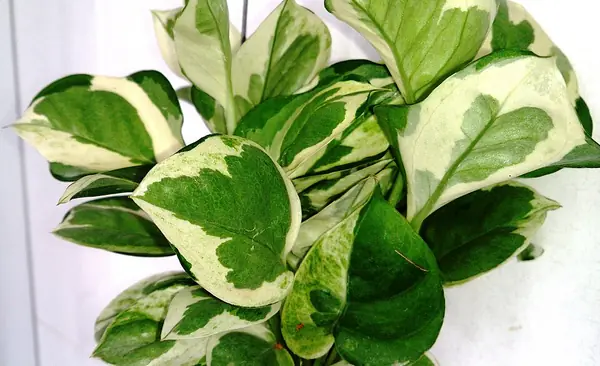 Pothos (Epipremnum aureum), photo 3 of 3
