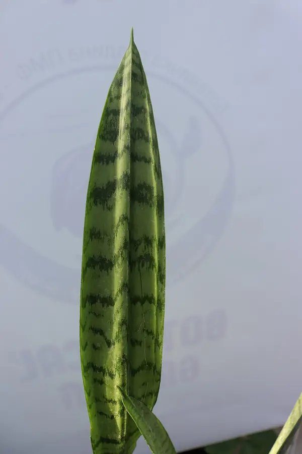 Snake plant (Dracaena trifasciata), photo 2 of 3