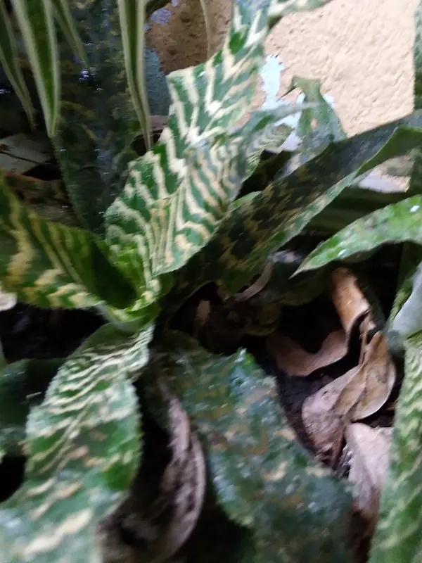 Snake plant (Dracaena trifasciata), photo 3 of 3