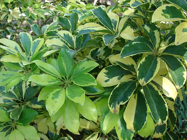 Dwarf umbrella tree (Schefflera arboricola), photo 2 of 3