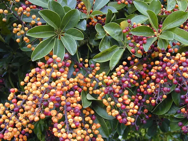 Dwarf umbrella tree (Schefflera arboricola), photo 3 of 3