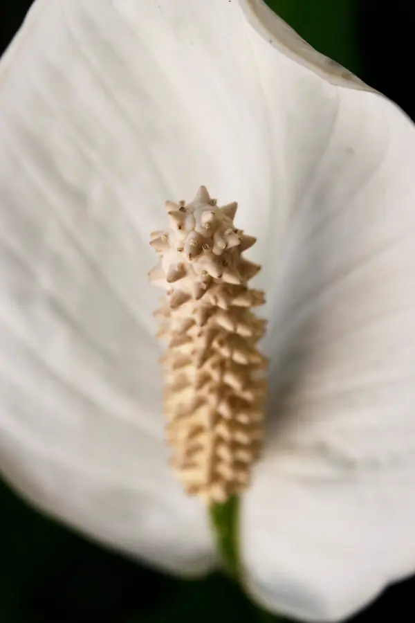 Peace lily (Spathiphyllum wallisii), photo 2 of 3