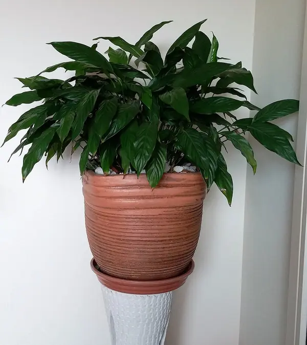 Peace lily (Spathiphyllum wallisii), photo 3 of 3