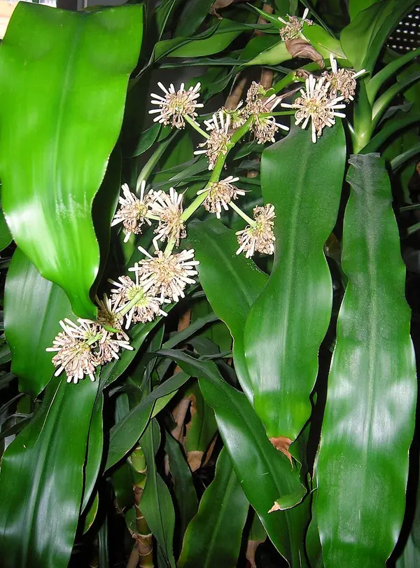 Corn plant (Dracaena fragrans), photo 2 of 3