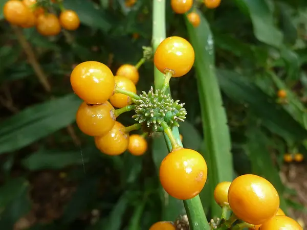 Corn plant (Dracaena fragrans), photo 3 of 3