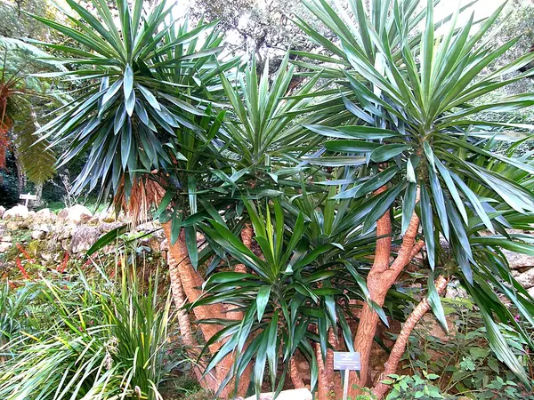 Yucca (Yucca gigantea), photo 2 of 3