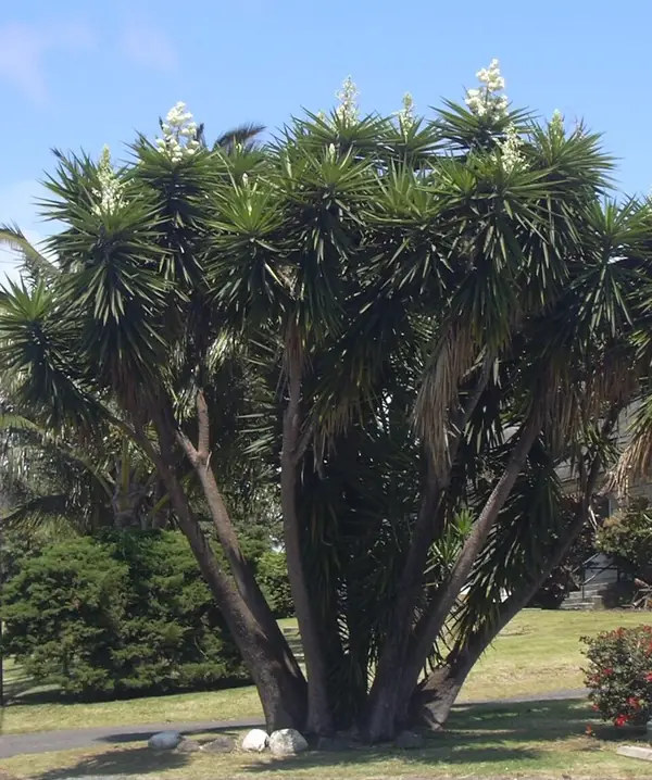 Yucca (Yucca gigantea), photo 3 of 3