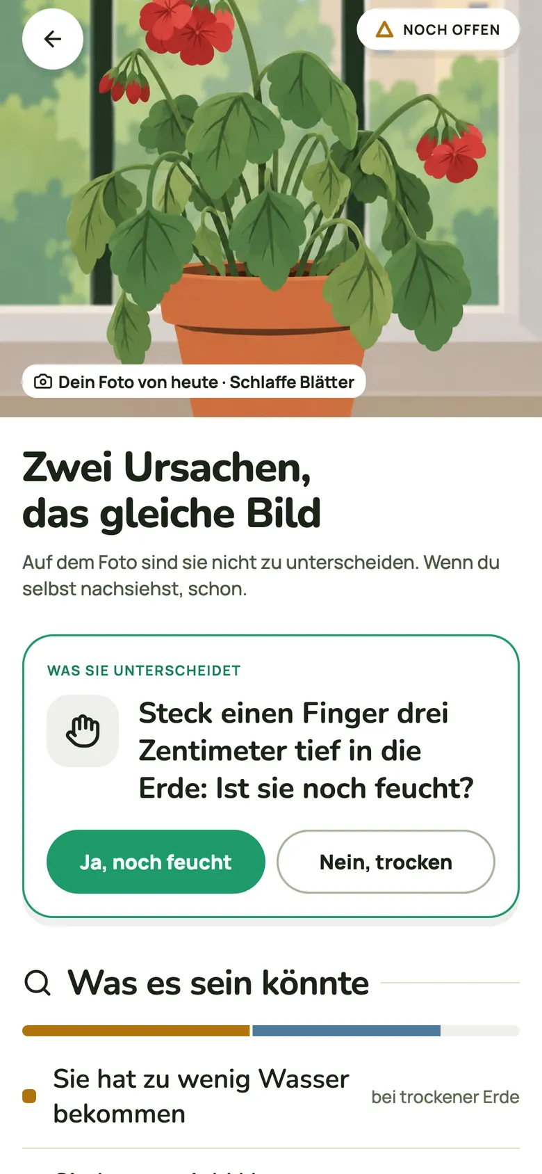 Gelbe Blätter oder Flecken? Fotografiere das Blatt.