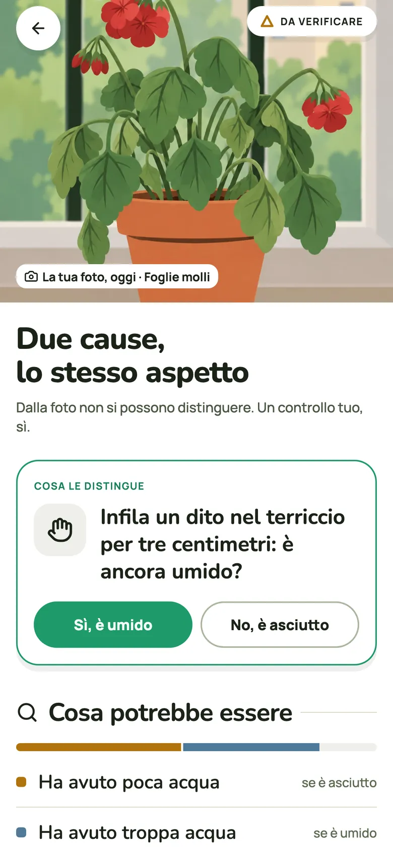Foglie gialle o macchie? Fotografa la foglia.